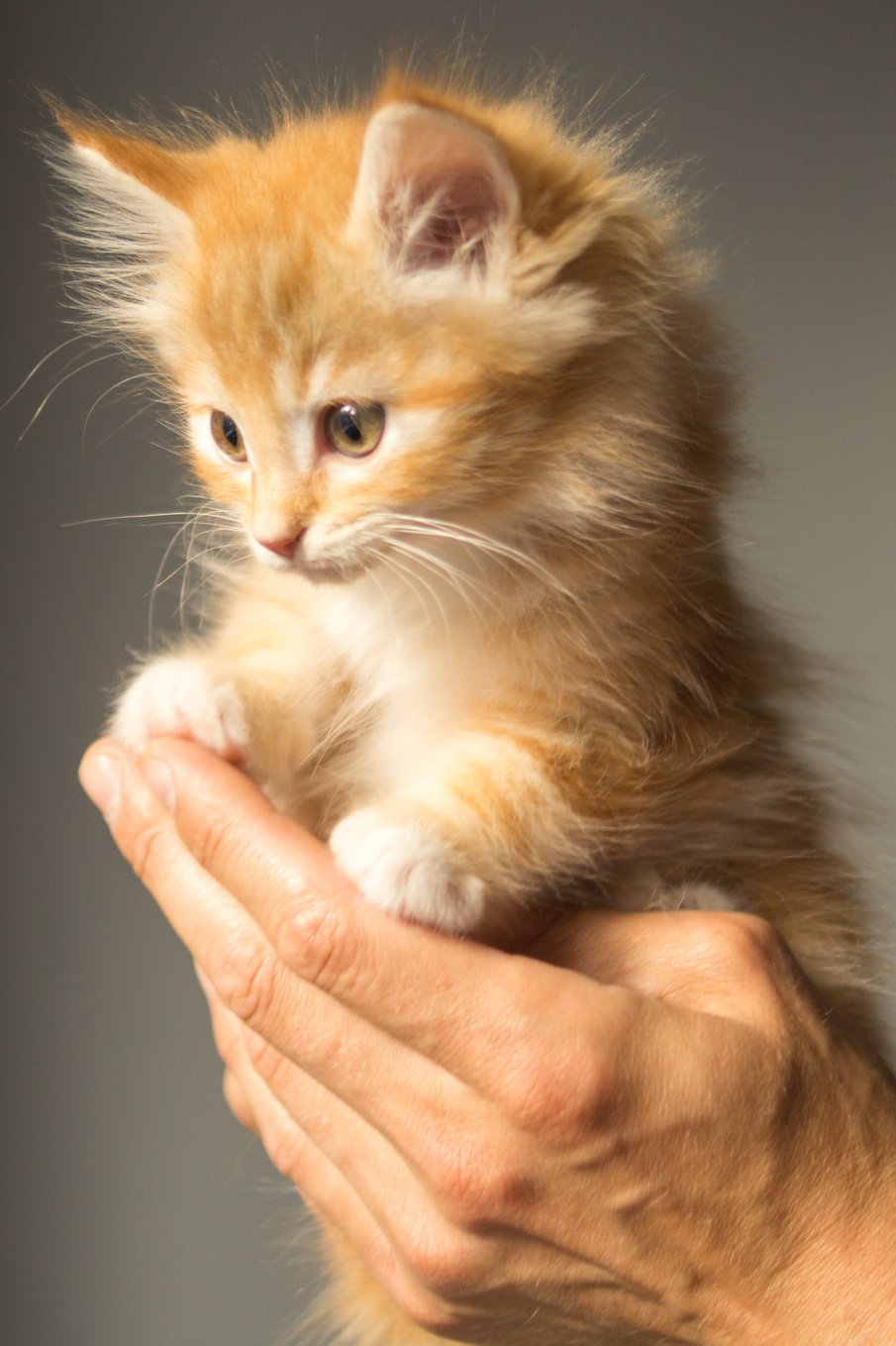 Person Holding Persian Kitten