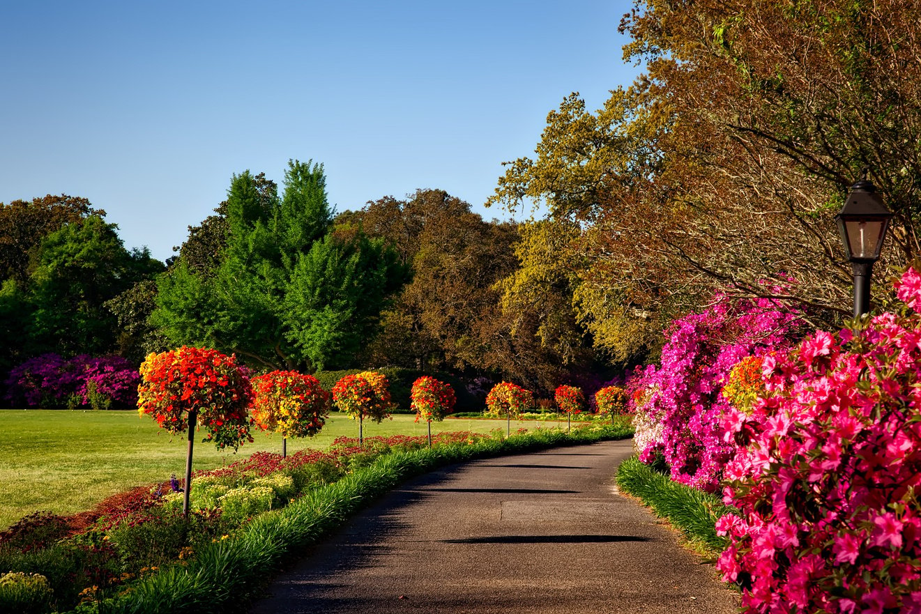 Garden with Vibrant Flowers